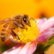 beekeepers группа в Моем Мире.