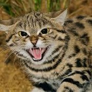 Саша Коханов on My World.