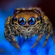 Паук Паучков on My World.
