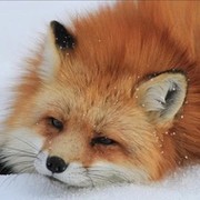 Renard Александр Федотов on My World.