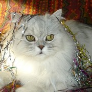 Белянкина Лейла on My World.