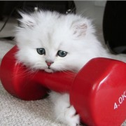 Котёнок Prog on My World.