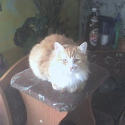 Владимир Кустов on My World.