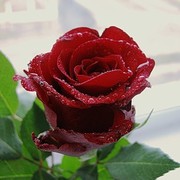 Оксана Косарева on My World.