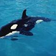 Orcinus Orca on My World.