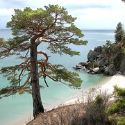 Pine-tree Pine-tree on My World.