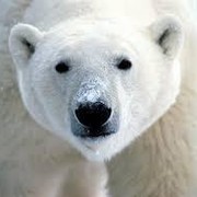 polar bear on My World.
