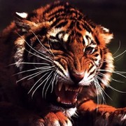 Лютый Тигр on My World.