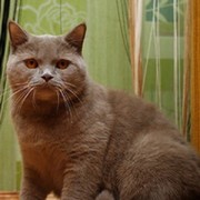 Василий Ш on My World.